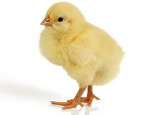 gefrorene Eintagsküken