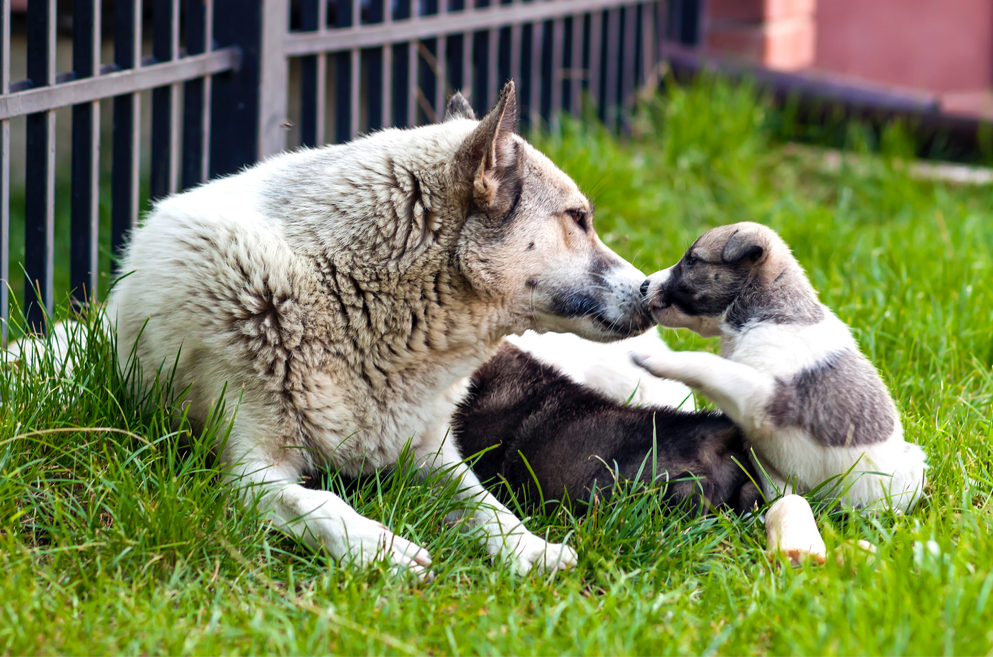 Beratung Trächtige/laktierende Hündin