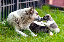 Beratung Trächtige/laktierende Hündin